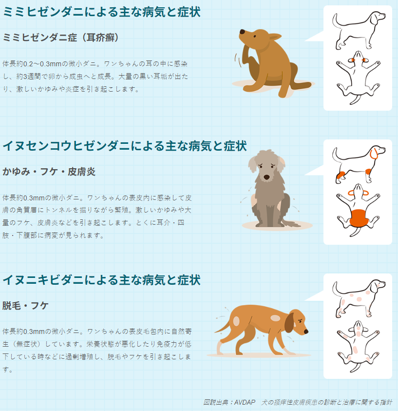 犬・猫の感染症と寄生虫病 寄生虫 | Zoetis